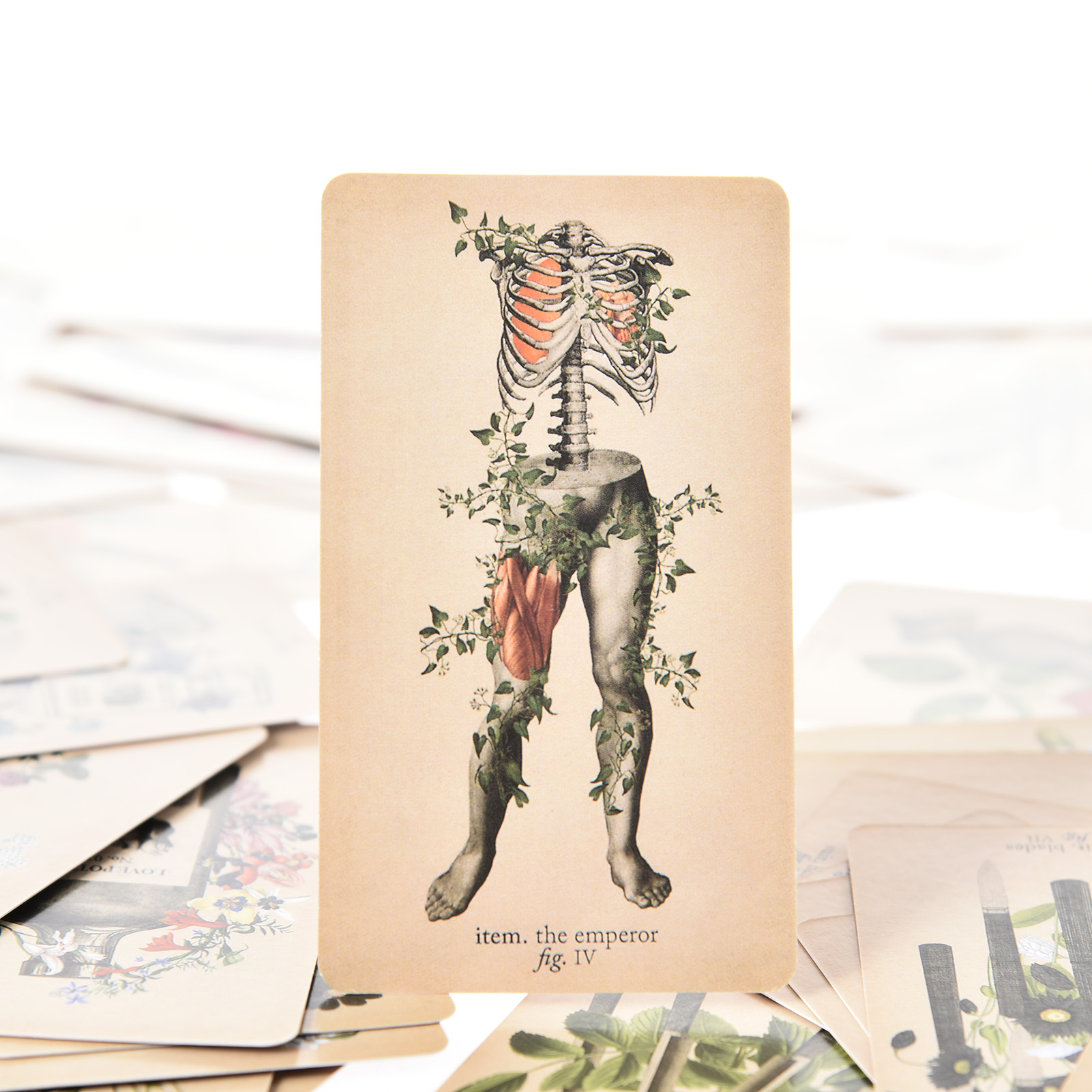 The Antique Anatomy Tarot Card - Board Game Oracle review and price